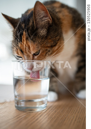 Curious calico cat drinking and lapping water from glass on table at home. Pet behavior and habits.  130525908