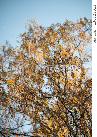 Early fall. Birch trees with golden, yellow leaves over blue sky in autumn sunny day. October season Early fall. Birch trees with golden, yellow leaves over blue sky in autumn sunny day. October season 130525913