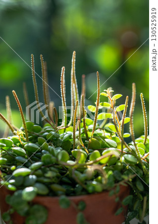 Closeup of blooming Peperomia Prostrata string of turtles houseplant in clay pot at home Closeup of blooming Peperomia Prostrata string of turtles houseplant in clay pot at home 130525919