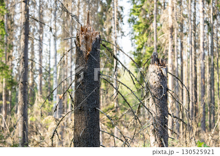 Dead spruce forest after hurricane, strong wind with fallen trunks and broken tree mass in woodland Dead spruce forest after hurricane, strong wind with fallen trunks and broken tree mass in woodland 130525921