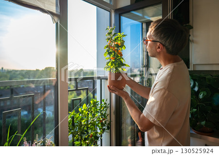 Man look at tomato bush in hands from balcony, yellow cherry vegetable harvest in indoor garden Man look at tomato bush in hands from balcony, yellow cherry vegetable harvest in indoor garden 130525924