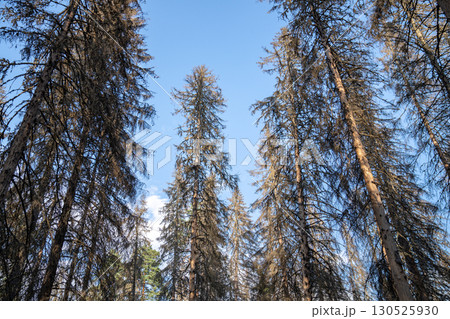Spruce forest after bark beetle outbreak with dead dried trees in lifeless woodland. Directly below 130525930