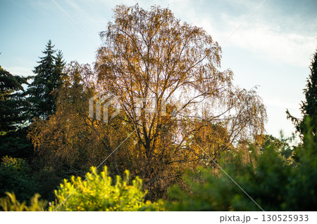 Early fall. Birch trees with golden, yellow leaves over blue sky in autumn sunny day. October season Early fall. Birch trees with golden, yellow leaves over blue sky in autumn sunny day. October season 130525933