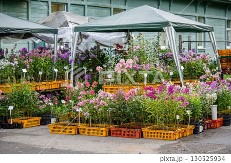 Summer autumn flower market selling blooming plants with phlox in garden containers under canopy Summer autumn flower market selling blooming plants with phlox in garden containers under canopy 130525934