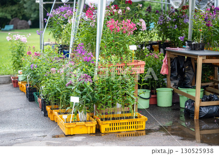 Seasonal flower outdoor market offer fresh perennials for sale including phlox arranged in crates 130525938