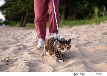 Sullen leashed cat stomp across beach sand, first nervous walk outdoors with owner. Animal stroll Sullen leashed cat stomp across beach sand, first nervous walk outdoors with owner. Animal stroll 130525956