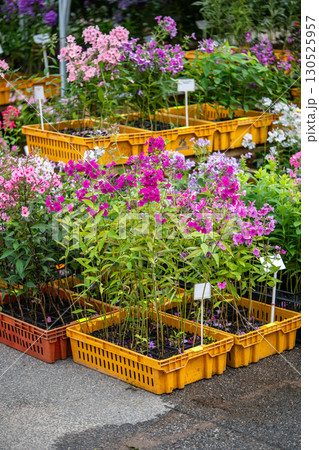 Summer autumn plant fair selling blooming flowers and potted plants with phlox in crates with soil 130525957