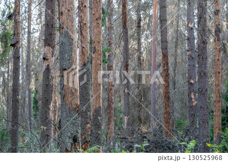 Spruce forest after bark beetle outbreak with dead dried trees standing in lifeless woodland area. 130525968