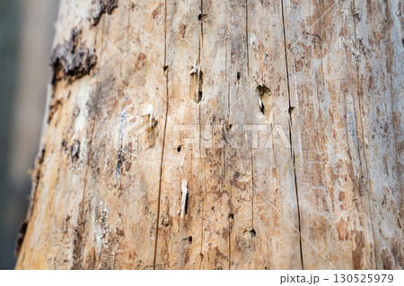 Signs of bark beetle activity on dead spruce trunk showing insect galleries and wood damage in forest. Signs of bark beetle activity on dead spruce trunk showing insect galleries and wood damage in forest. 130525979