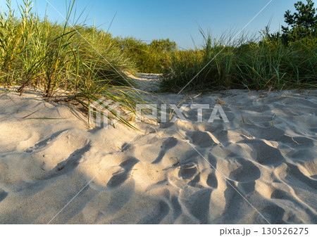 White soft sand on Baltic Sea beach with bright dunes and patches of coastal grass 130526275