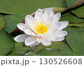 白い西洋スイレン 130526608