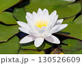 西洋スイレンの花 130526609