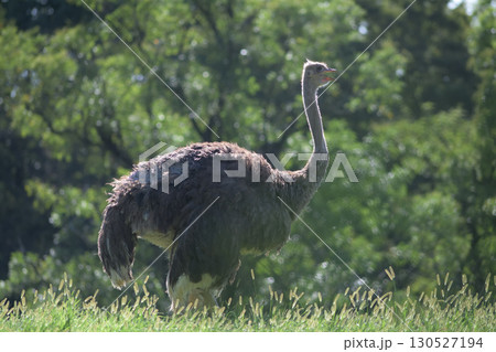 草木に囲まれて暑い夏のダチョウは口を開ける 草木に囲まれて暑い夏のダチョウは口を開ける 130527194