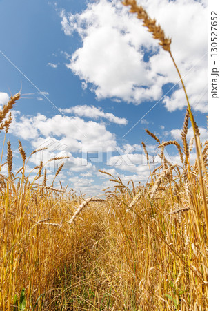Golden rye field swaying gently under the sun 130527652