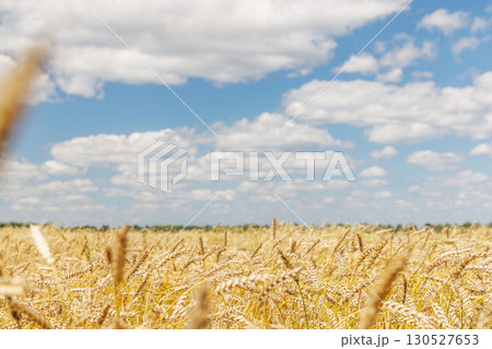 Golden rye field swaying gently under the sun Golden rye field swaying gently under the sun 130527653