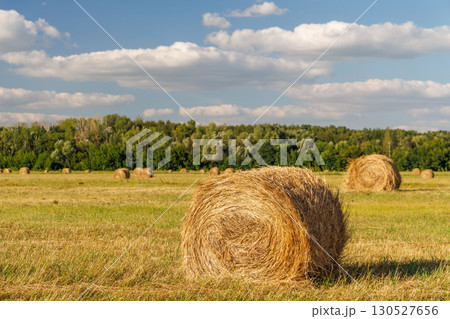 Hay rolls in a golden field 130527656