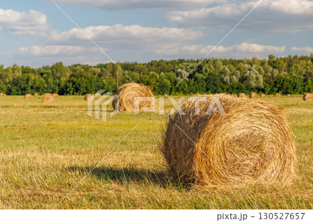 Hay rolls in a golden field Hay rolls in a golden field 130527657