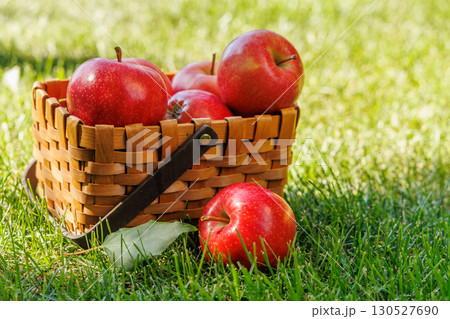 Basket of ripe red apples on a green meadow Basket of ripe red apples on a green meadow 130527690