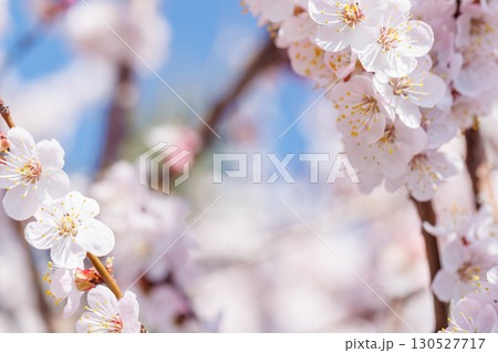 Blooming cherry blossom tree in spring, with delicate pink flowers Blooming cherry blossom tree in spring, with delicate pink flowers 130527717