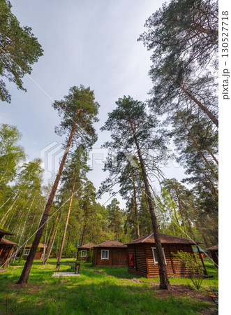 Tall coniferous forest on a summer day Tall coniferous forest on a summer day 130527718