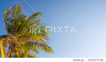 Tall sunny palm trees reaching into a clear blue sky Tall sunny palm trees reaching into a clear blue sky 130527736