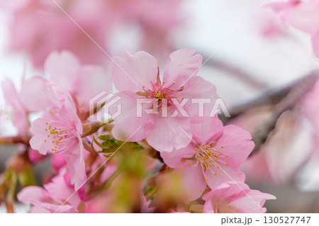 ピンク色の河津桜のクローズアップ ピンク色の河津桜のクローズアップ 130527747