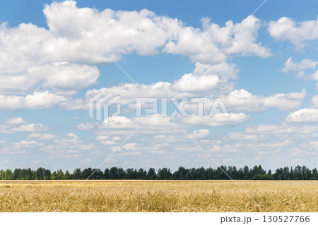 Golden rye field swaying gently under the sun 130527766