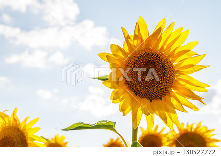 Sunflower field in full bloom Sunflower field in full bloom 130527772