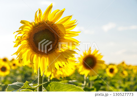 Sunflower field in full bloom Sunflower field in full bloom 130527773