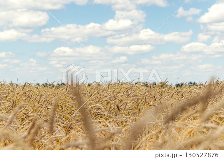 Golden rye field swaying gently under the sun Golden rye field swaying gently under the sun 130527876
