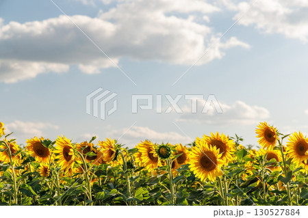 Sunflower field in full bloom Sunflower field in full bloom 130527884