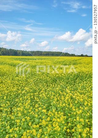 Rural landscape on a sunny day, Poland. 130527957