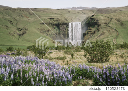 Skogafoss Waterfall With Blooming Lupine Valley in Iceland 130528478