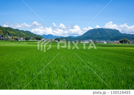 玖珠盆地の水田と万年山 玖珠盆地の水田と万年山 130528485