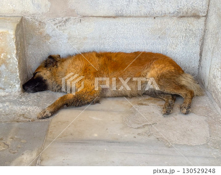 Stray dog sleeping on stone floor near building wall in shaded corner. Urban animal life, rest, and survival in daily environment and city lifestyle. 130529248