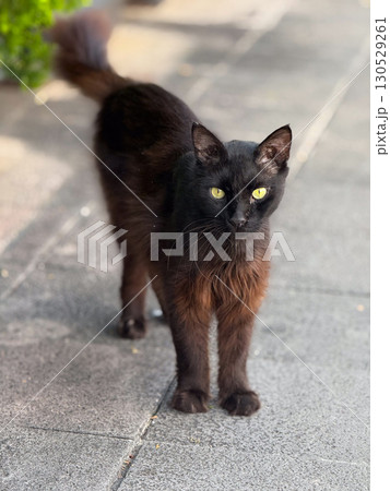 Black street cat standing on pavement with bright eyes looking directly into the camera. Urban animal life, independence, and daily street presence with character. Black street cat standing on pavement with bright eyes looking directly into the camera. Urban animal life, independence, and daily street presence with character. 130529261