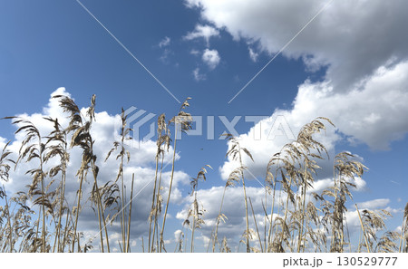 Dry reeds swaying in the wind under a bright blue sky with scattered white clouds. A serene natural Dry reeds swaying in the wind under a bright blue sky with scattered white clouds. A serene natural 130529777