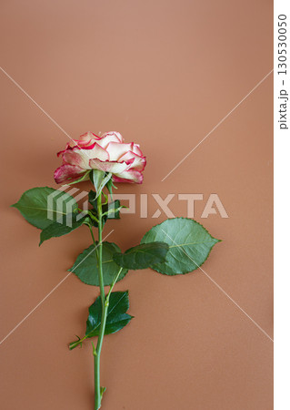 brown pastel background with one rose 130530050