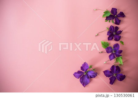 blooming clematis isolated top view on congratulatory pink background blooming clematis isolated top view on congratulatory pink background 130530061