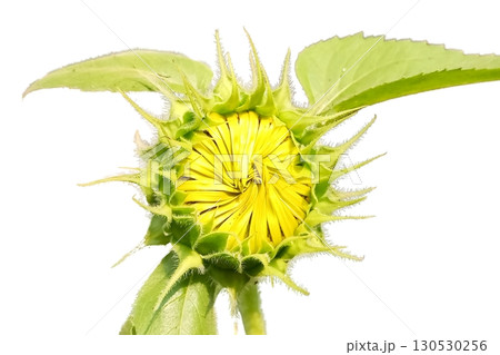Sunflower flower isolated on white background Sunflower flower isolated on white background 130530256