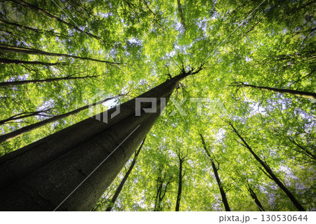 Tree Canopy View 130530644