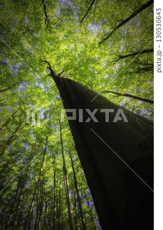 Looking Up at a Tree Looking Up at a Tree 130530645