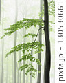 Tree in Misty Forest 130530661