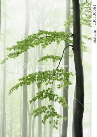 Tree in Misty Forest Tree in Misty Forest 130530661