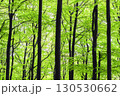 Forest Trees in Fog 130530662