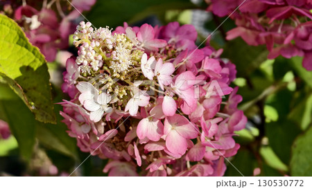 Pink and white hydrangea flowers in full bloom Pink and white hydrangea flowers in full bloom 130530772