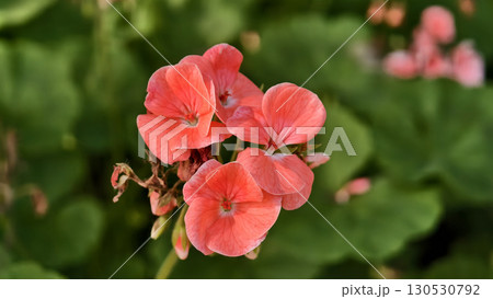 Vibrant salmon-pink petals of the Avantii Salmon 130530792