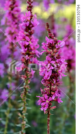 Vibrant purple lavender flowers Vibrant purple lavender flowers 130530794