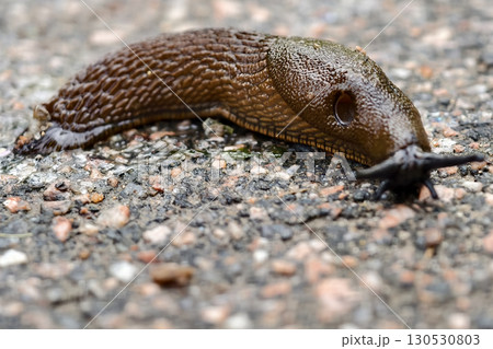 Spanish slug Arion lusitanicus 130530803