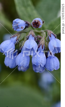 Vibrant blue petals caucasian comfrey 130530825